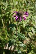 Image of scarlet beebalm