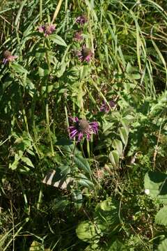 Image of scarlet beebalm