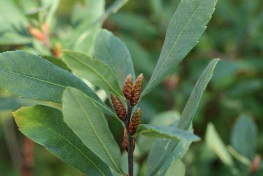 Image of Bog-myrtle