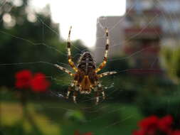 Image of Garden spider