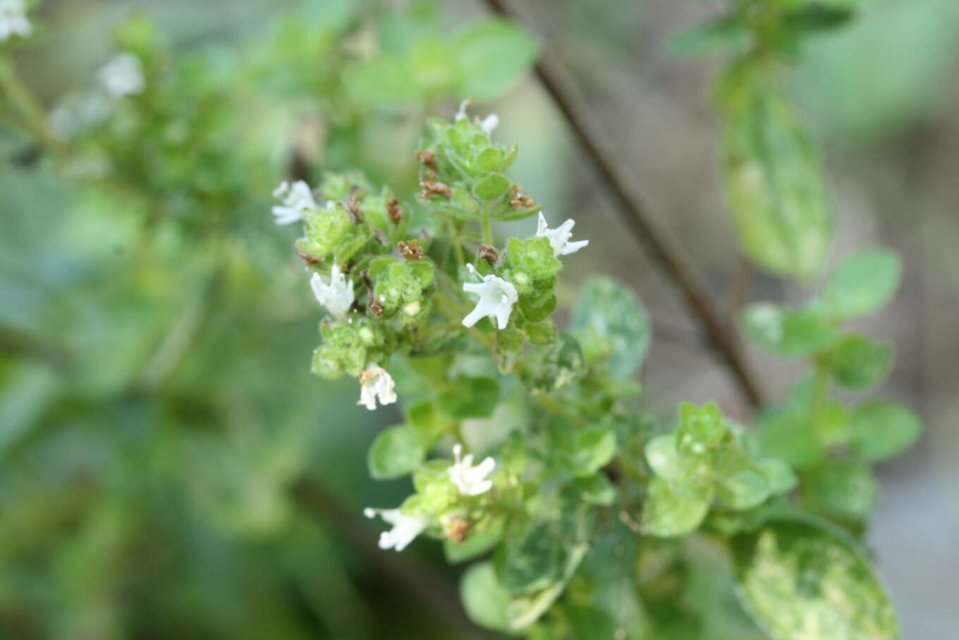 Imagem de Origanum majorana L.