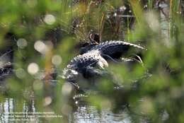 Image of Belize Crocodile