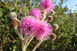 Image of Mimosa lanuginosa Burkart