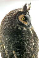 Image of Long-eared Owl