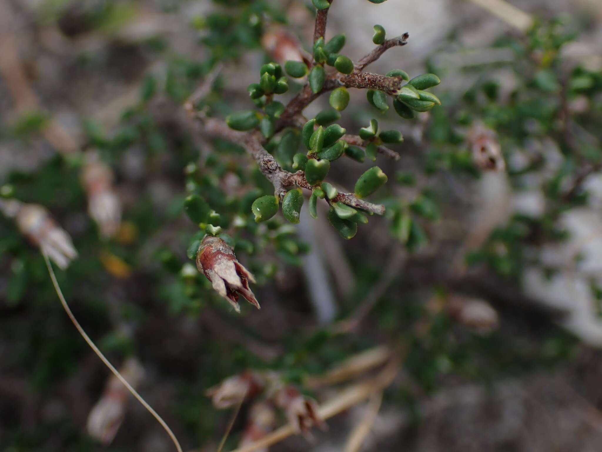 Image of Cryptandra propinqua A. Cunn. ex Fenzl