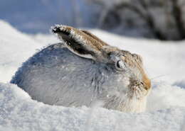 Lepus townsendii Bachman 1839 resmi