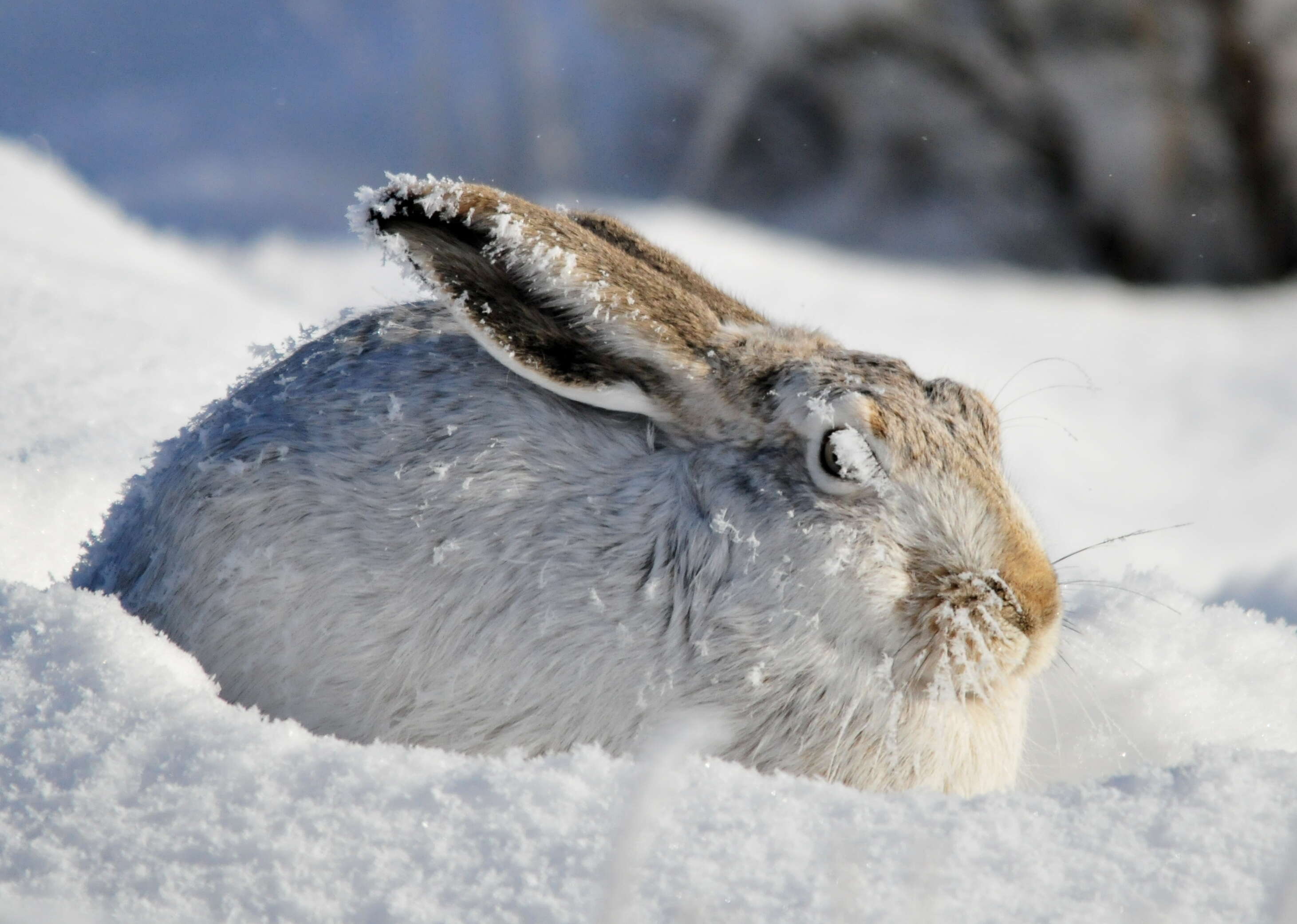 Image of White-tailed Jackrabbit