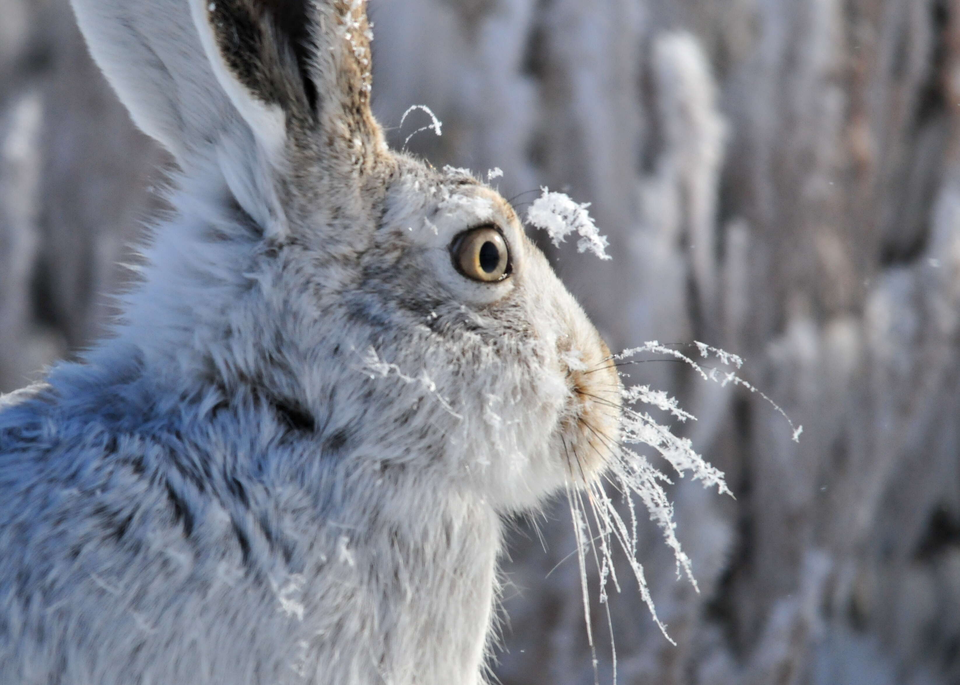 Lepus townsendii Bachman 1839 resmi