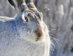 Image of White-tailed Jackrabbit