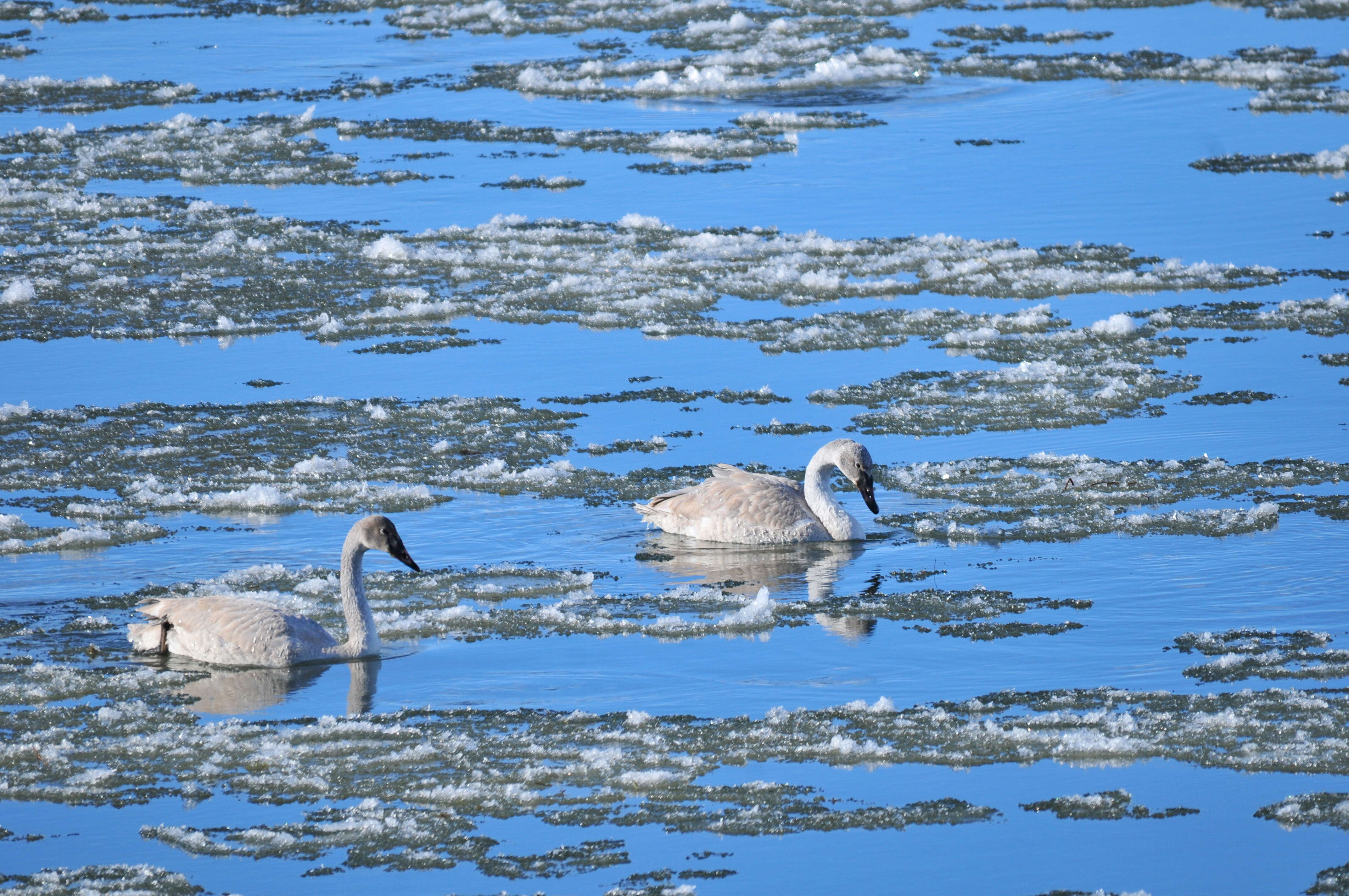 Image of Trumpeter Swan