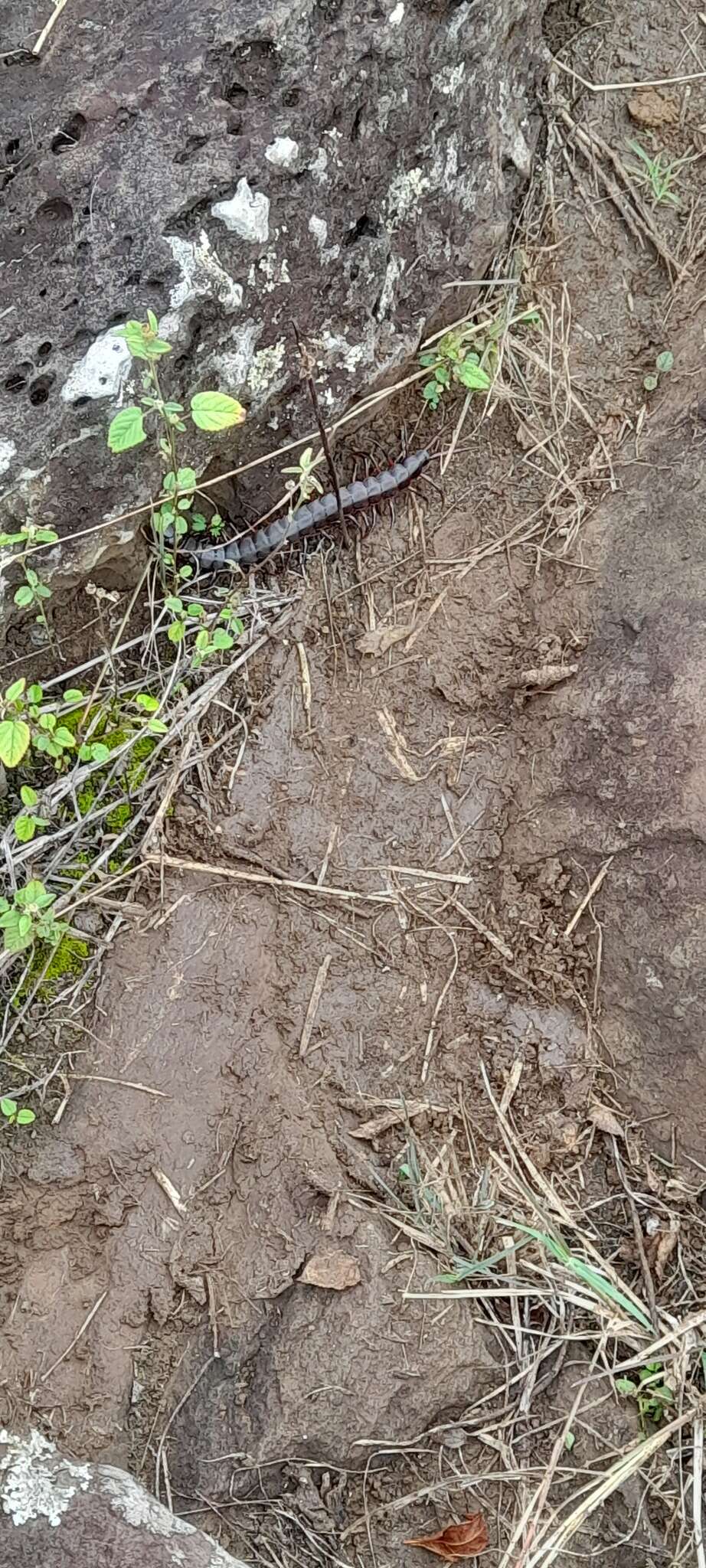 Imagem de Scolopendra galapagoensis Bollman 1889