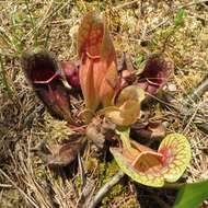 Image of purple pitcherplant