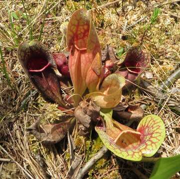 Image of purple pitcherplant