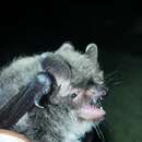 Image of Alcathoe Myotis