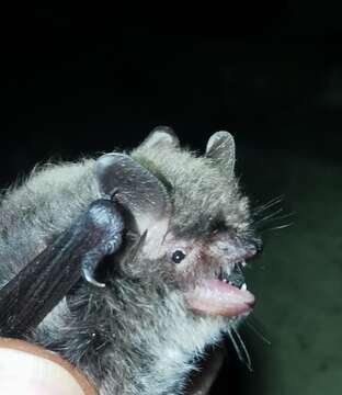 صورة Myotis alcathoe von Helversen & Heller 2001