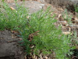 Plancia ëd Galium andrewsii A. Gray