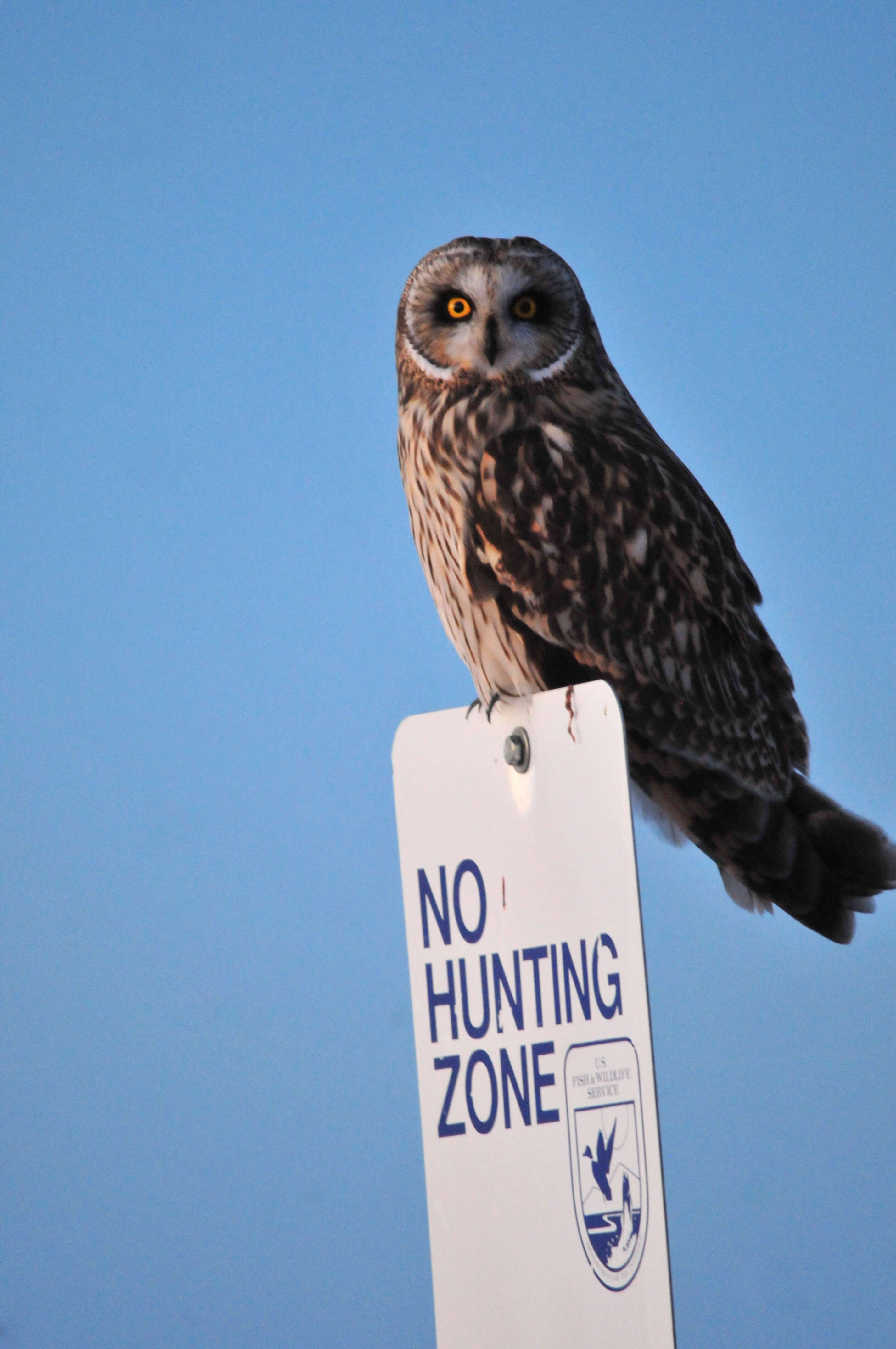 Image de Hibou des marais