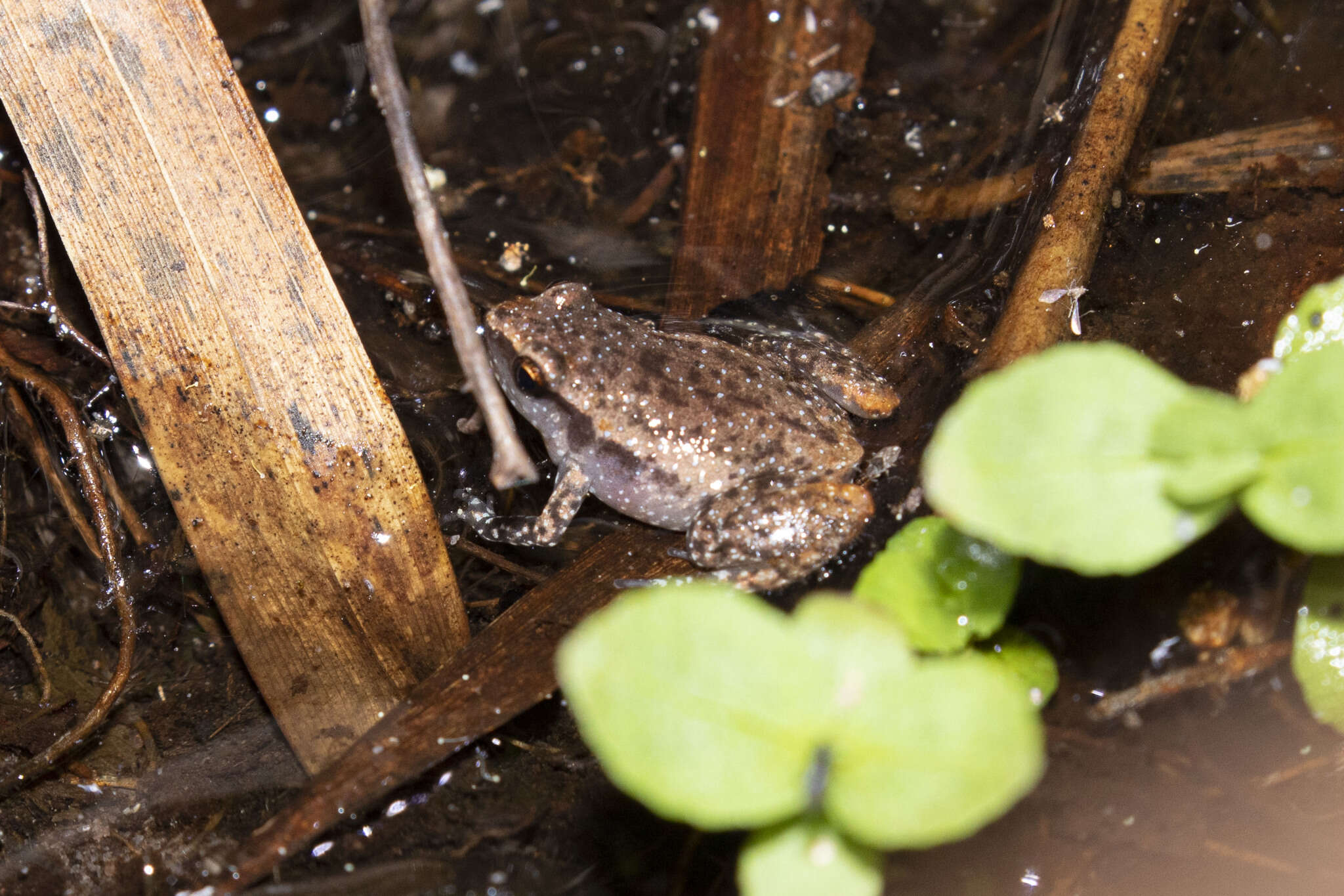 Image of Northern Territory Frog