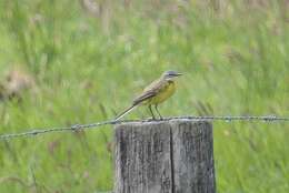 Motacilla flava flava Linnaeus 1758 resmi