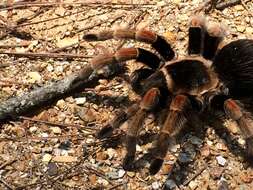 Image of Mexican Orange Beauty Tarantula