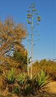 Plancia ëd Agave sisalana Perrine