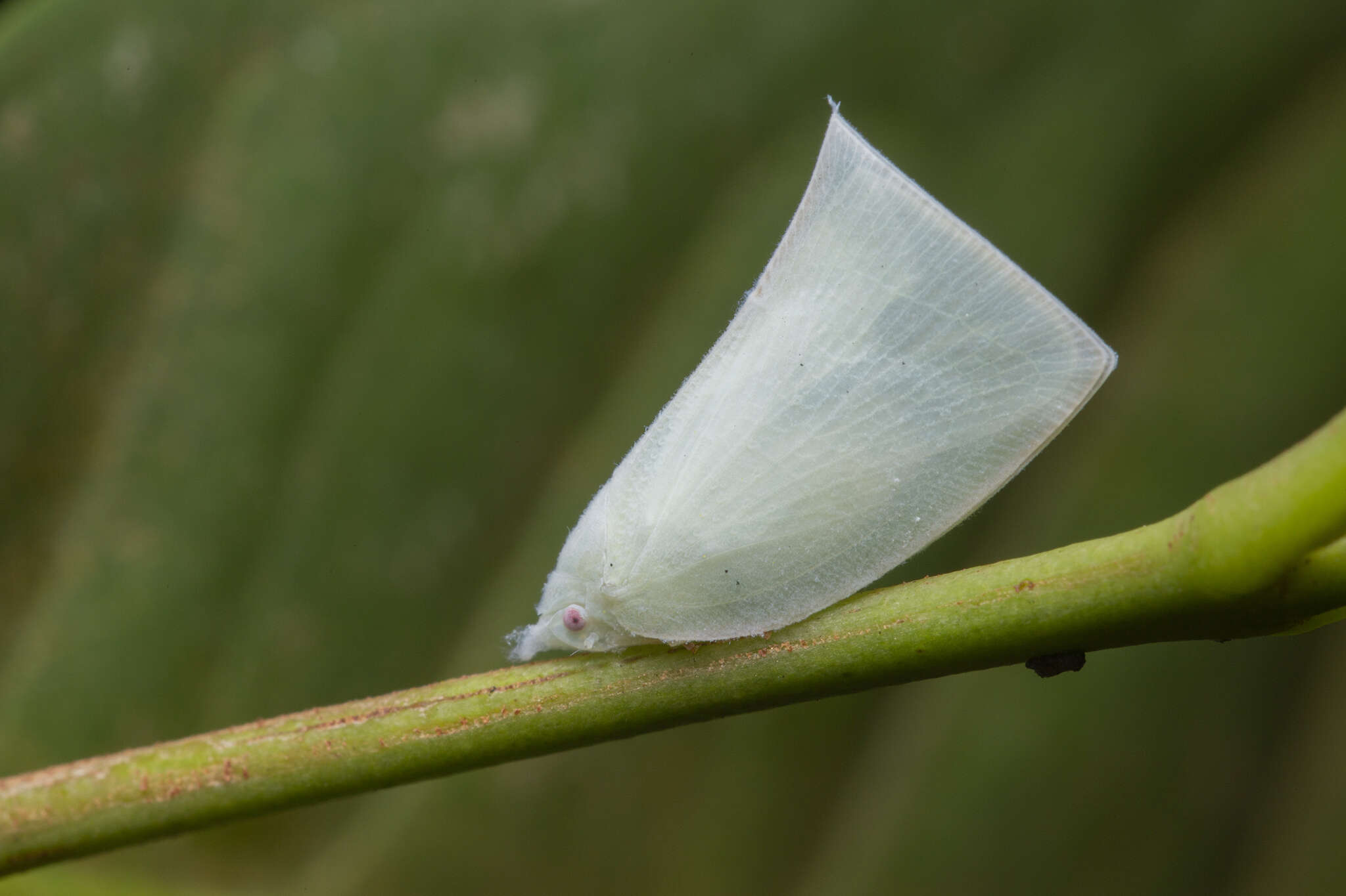 Image of Anaya luteimargo (Walker 1857)