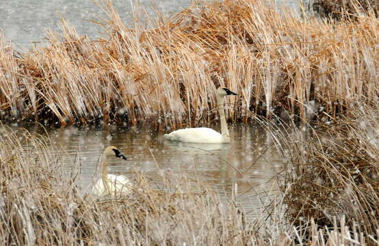 Image of Trumpeter Swan