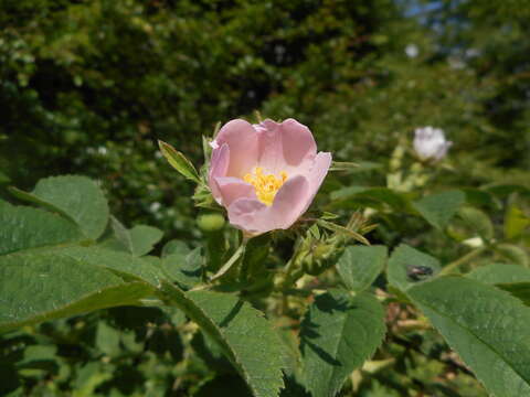 Image of whitewoolly rose