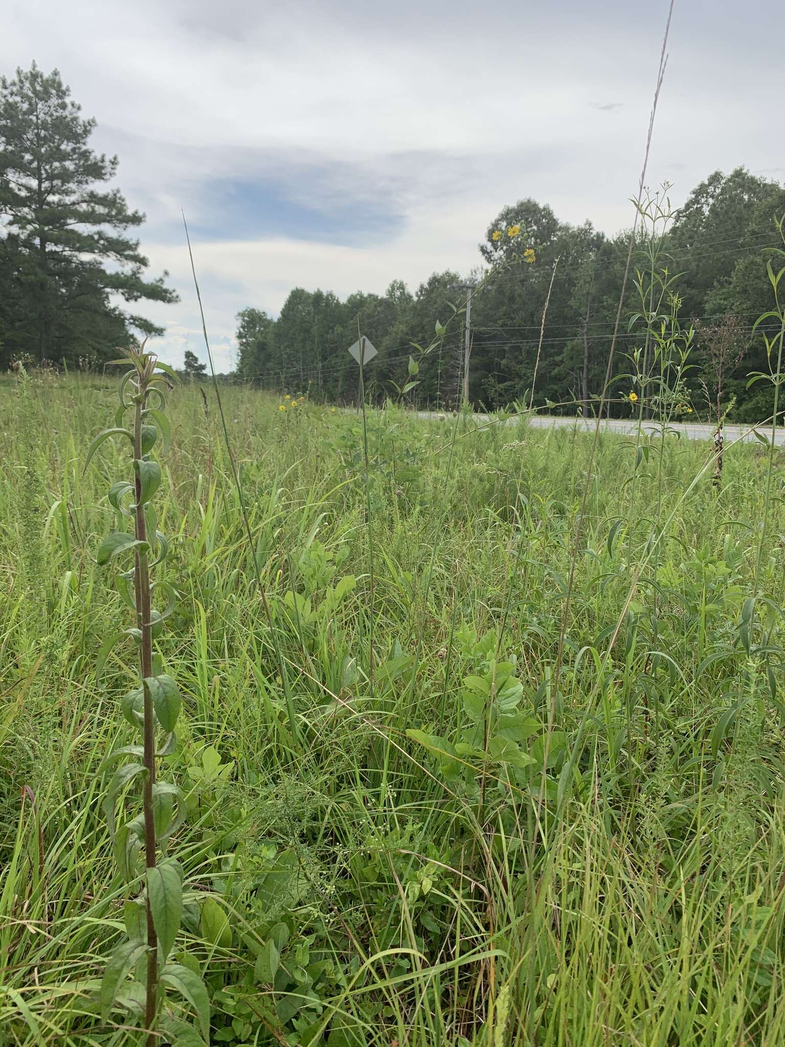 Image of barbed rattlesnakeroot