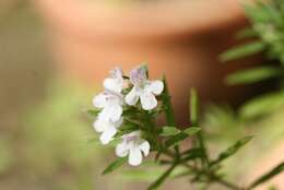 Image of perennial savory