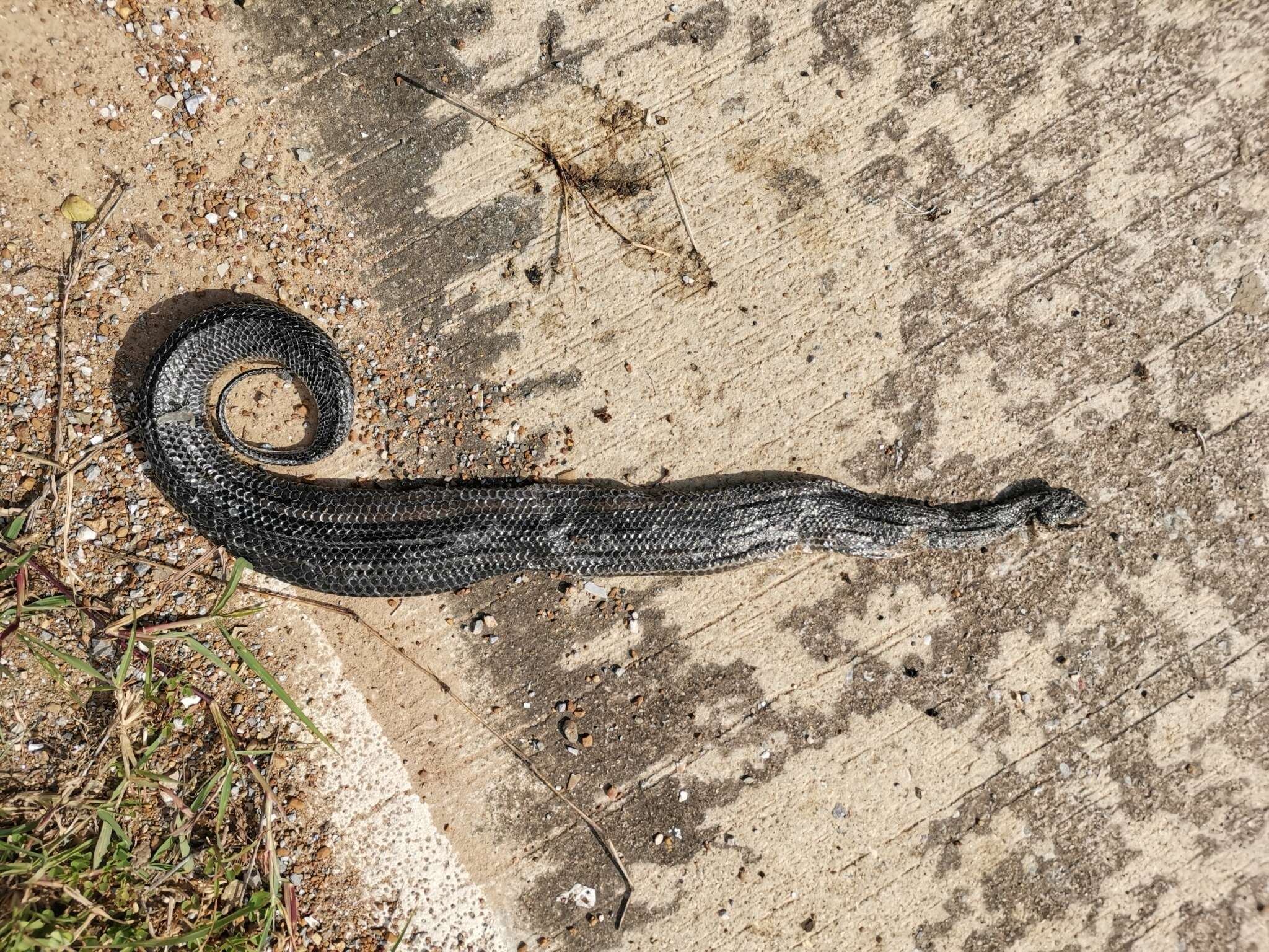 Image of Rainbow Mud Snake