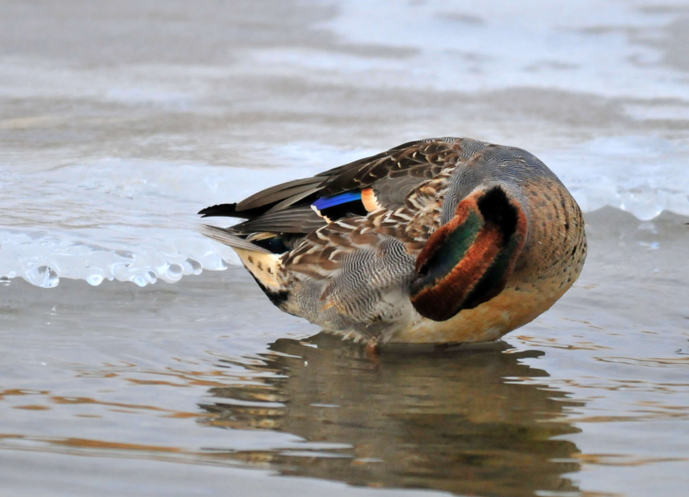 Image of Green-winged Teal