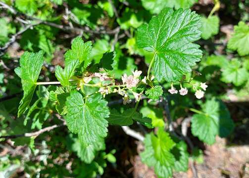 Image of mapleleaf currant