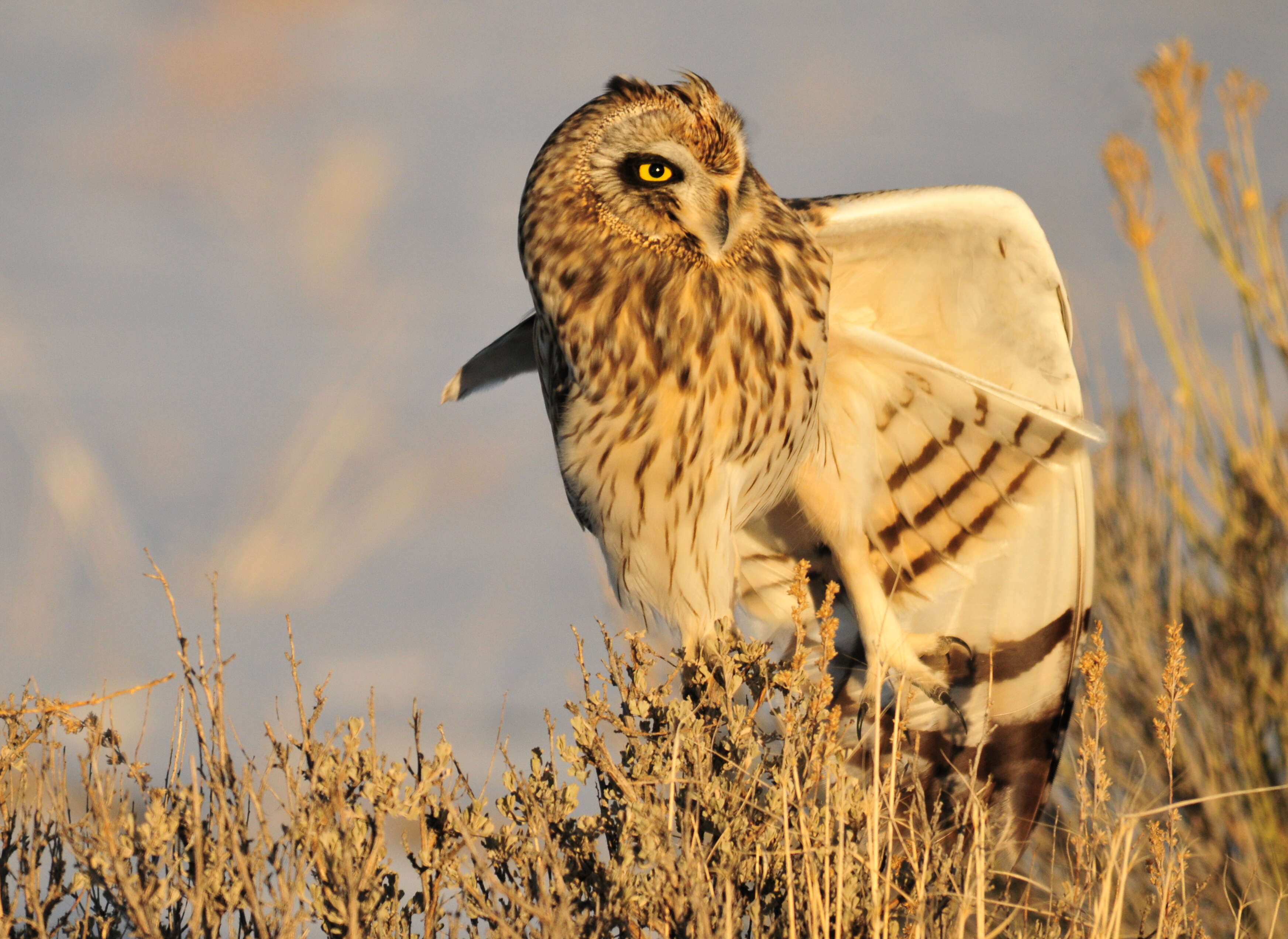 Image of Short-eared Owl