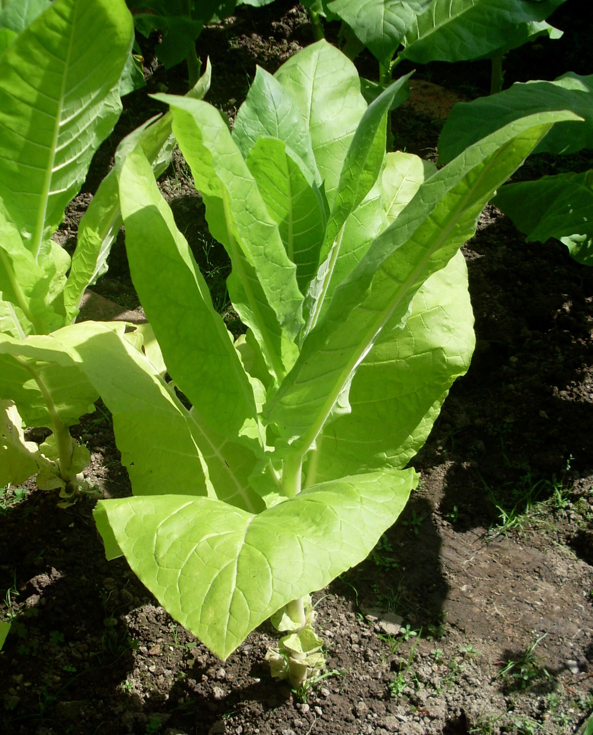 Image of cultivated tobacco