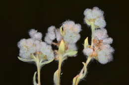 Image of Bombycilaena californica (Fisch. & C. A. Mey.) J. Holub