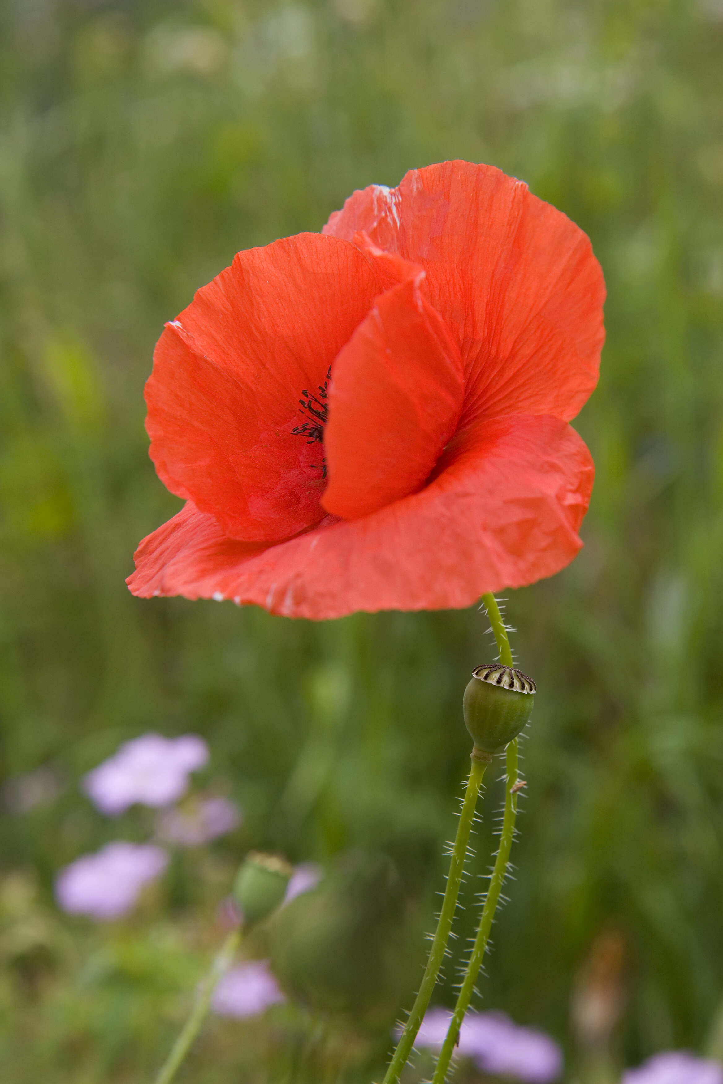 Image of corn poppy