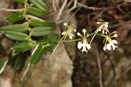 Imagem de Neobathiea spatulata H. Perrier