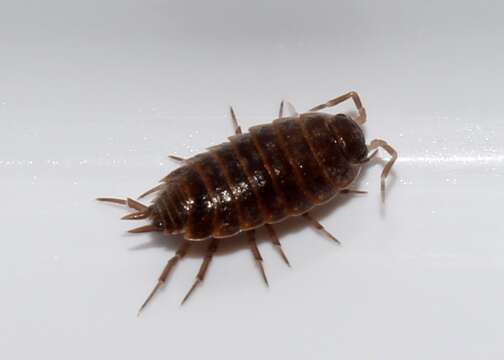 Image of Isopod