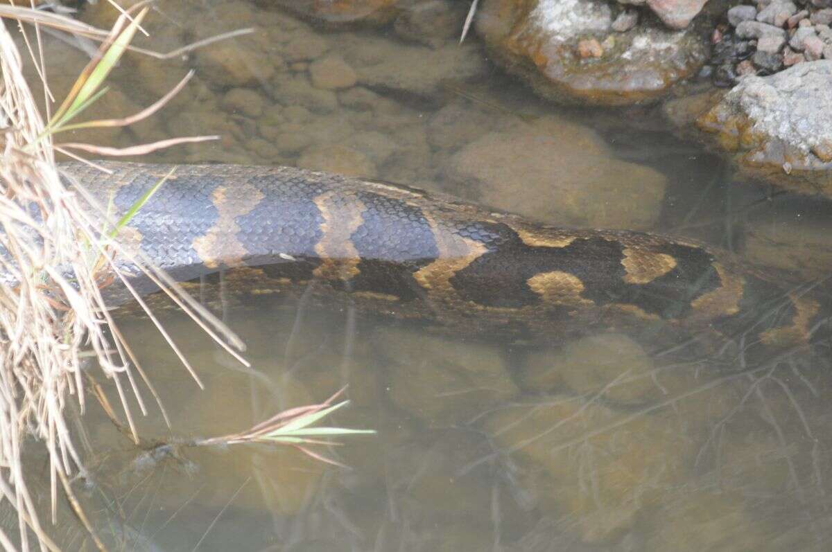 Image of Asiatic rock python