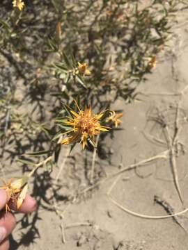 Image of Chuquiraga avellanedae Lorentz