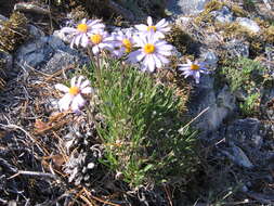 Image of Aster eremophilus Bunge