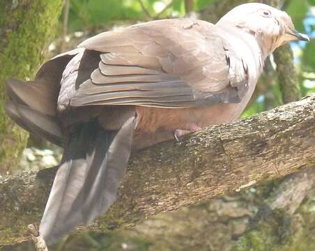 Image of Ruddy Pigeon