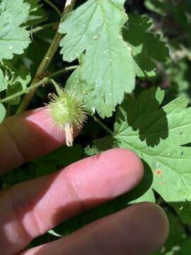 Image of spring gooseberry