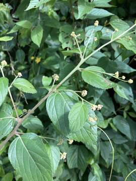 Image of black-sage