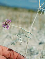 Image of Fish Slough milkvetch