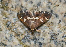 Image of Beet webworm moth