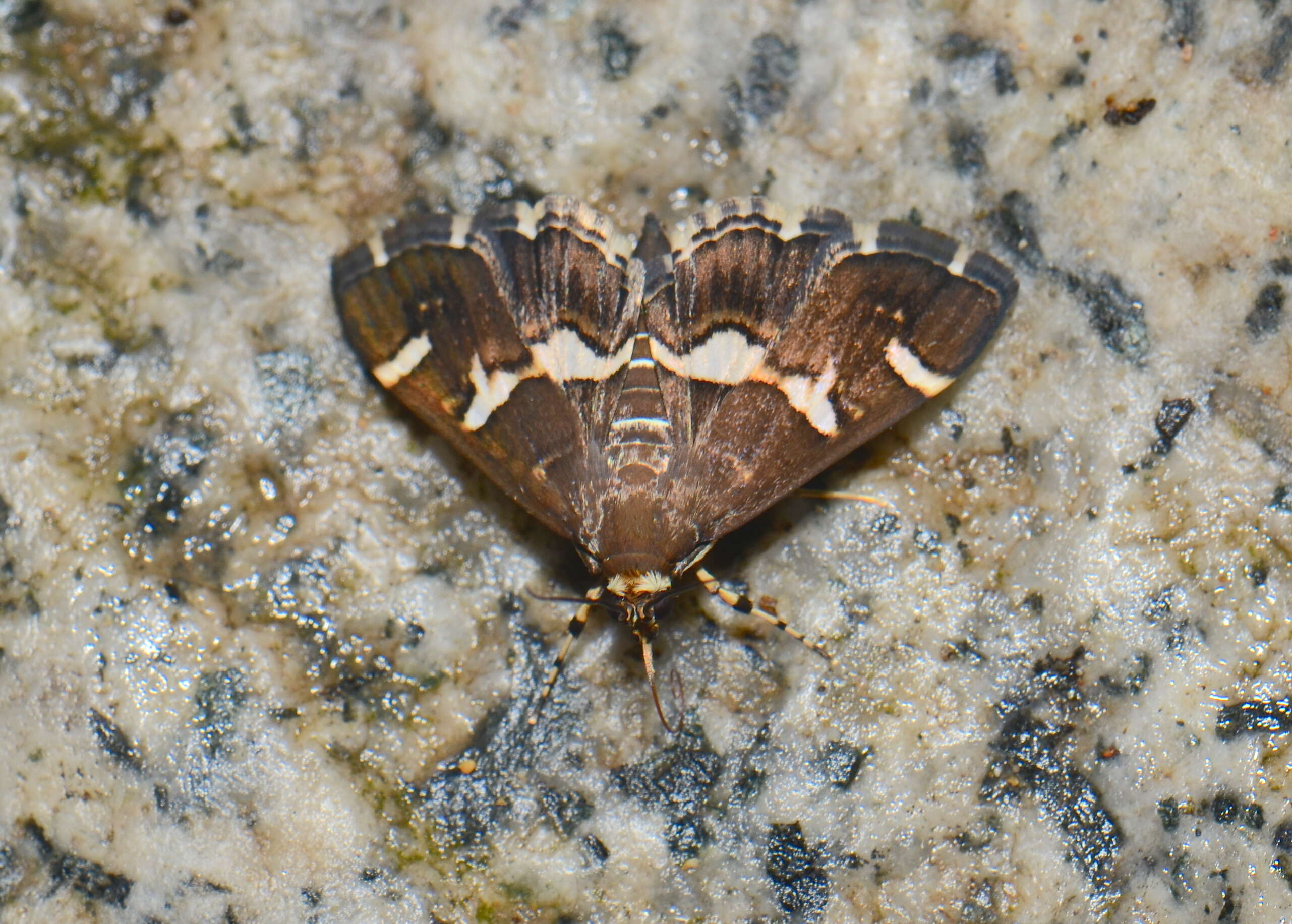 Image of Beet webworm moth