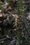 Image de Caladenia xantha Hopper & A. P. Br.