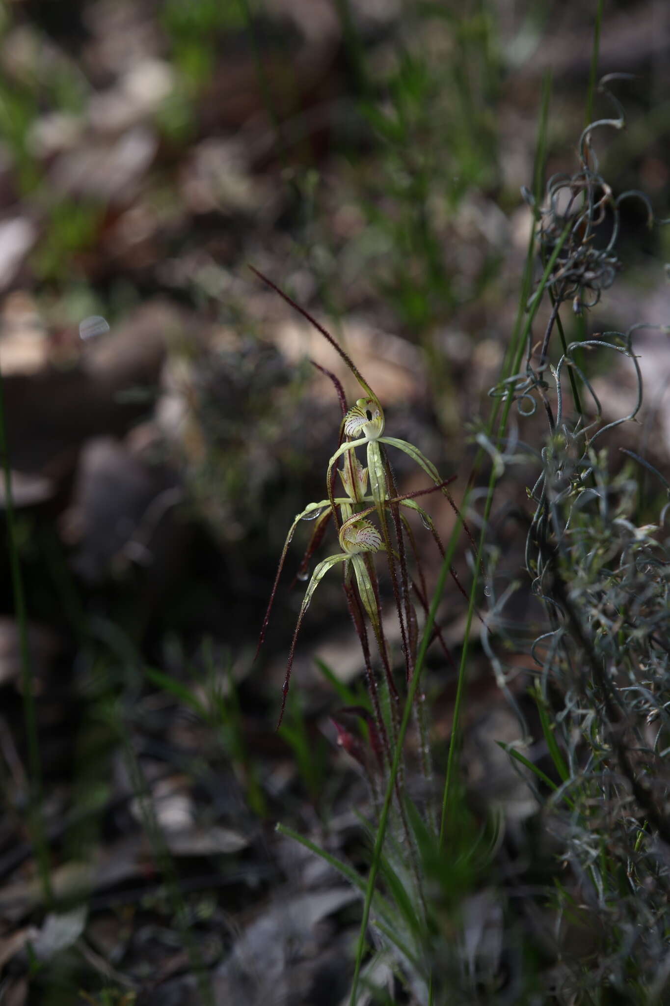 Image de Caladenia xantha Hopper & A. P. Br.